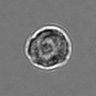 Thumbnail for dataset 3mix-timelapse-plate6_15