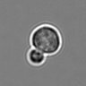 Thumbnail for 3mix-timelapse-plate6_51