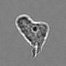 Thumbnail for dataset 3mix-timelapse-plate6_65