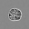 Thumbnail for dataset 3mix-timelapse-plate6_71