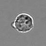 Thumbnail for dataset 3mix-timelapse-plate6_89