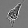 Thumbnail for dataset 3mix-timelapse-plate6_96