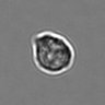 Thumbnail for 3mix-timelapse-plate7_5