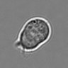 Thumbnail for dataset 3mix-timelapse-plate7_13