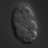 Thumbnail for dataset RNAi_T20G5.1_040907_01