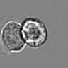 Thumbnail for dataset 3mix-timelapse-plate7_49