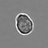 Thumbnail for dataset 3mix-timelapse-plate7_69