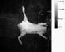 Thumbnail for dataset figs9-m2-1