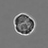 Thumbnail for dataset 3mix-timelapse-plate8_21