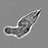 Thumbnail for dataset 3mix-timelapse-plate8_31