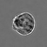Thumbnail for dataset 3mix-timelapse-plate8_33