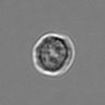 Thumbnail for dataset 3mix-timelapse-plate8_34