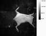 Thumbnail for dataset figs9-m3-1