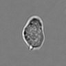 Thumbnail for dataset 3mix-timelapse-plate8_63