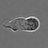 Thumbnail for dataset 3mix-timelapse-plate8_75