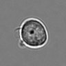Thumbnail for dataset 3mix-timelapse-plate8_87