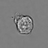 Thumbnail for 3mix-timelapse-plate9_6