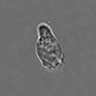 Thumbnail for dataset 3mix-timelapse-plate9_11