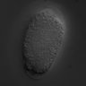 Thumbnail for dataset RNAi_T20G5.1_070726_03