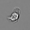 Thumbnail for dataset 3mix-timelapse-plate9_21