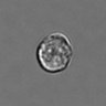 Thumbnail for 3mix-timelapse-plate9_39