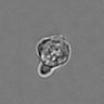 Thumbnail for dataset 3mix-timelapse-plate9_81