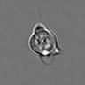 Thumbnail for dataset 3mix-timelapse-plate9_92