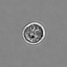Thumbnail for dataset 3mix-timelapse-plate10_3