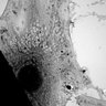 Thumbnail for dataset fig11C_NPC_1