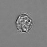 Thumbnail for dataset 3mix-timelapse-plate10_20