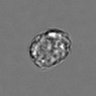 Thumbnail for dataset 3mix-timelapse-plate10_25