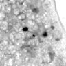 Thumbnail for dataset fig11C_NPC_2