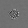 Thumbnail for dataset 3mix-timelapse-plate10_32