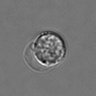Thumbnail for dataset 3mix-timelapse-plate10_33
