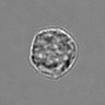 Thumbnail for dataset 3mix-timelapse-plate10_41