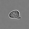 Thumbnail for 3mix-timelapse-plate10_48