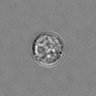Thumbnail for dataset 3mix-timelapse-plate10_57