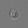 Thumbnail for dataset 3mix-timelapse-plate10_64