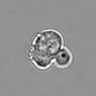 Thumbnail for dataset 3mix-timelapse-plate10_66