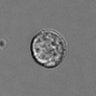 Thumbnail for dataset 3mix-timelapse-plate10_69