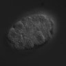Thumbnail for dataset RNAi_T20G5.2_040909_01