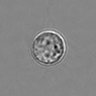 Thumbnail for dataset 3mix-timelapse-plate10_76