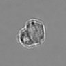 Thumbnail for dataset 3mix-timelapse-plate10_77