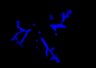 Thumbnail for dataset Fig1D