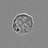Thumbnail for dataset 3mix-timelapse-plate11_12