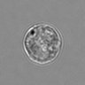 Thumbnail for dataset 3mix-timelapse-plate11_40