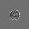 Thumbnail for dataset 3mix-timelapse-plate11_44