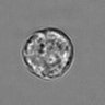 Thumbnail for 3mix-timelapse-plate11_63