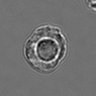 Thumbnail for dataset 3mix-timelapse-plate11_66