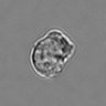 Thumbnail for dataset 3mix-timelapse-plate11_94